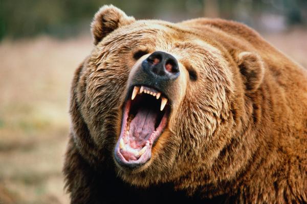 100014364-bear_growl_gettyp-600x400